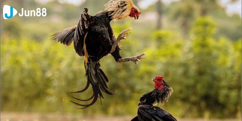 Những trận đấu đá gà mạnh đỉnh cao nhất từ trước đến nay