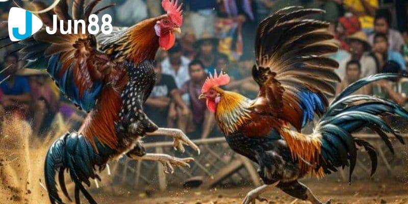 Đá gà cựa sắt